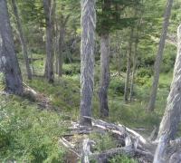 Bosque de las hectáreas la cordonada Cerro Galera