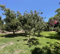 Zona de árboles frutales muchos paltos, limoneros, naranjos, higuera y otros