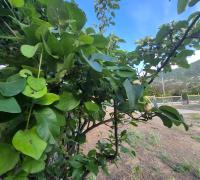 Amplitud de patio lleno de árboles frutales 