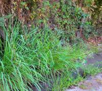 Canal de regadío al interior de la propiedad