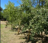 50 árboles ente ellos guindos, nogales, almendros, manzanos, damascos, higuera, ciruelos.
