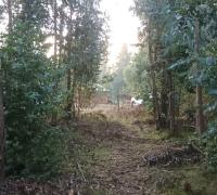 BOSQUE DE EUCALIPTUS UBICADO AL FONDO DE LA PROPIEDAD DE 5000 M2