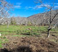 Terreno con arboles frutales