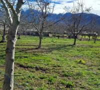 Arboles frutales vista cordillerana