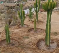 PLANTACIÓN DE CACTÁCEAS