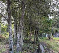Parcela 5.000 m² en Pucón con cerros al fondo