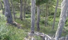 Bosque de las hectáreas la cordonada Cerro Galera