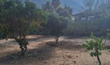 hermosos frutales y vista a la campana