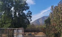 50 almendros en producción, pozo funcionando