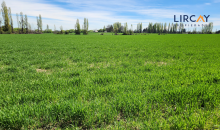 agua a 4 metros de profundida; ideal para inversionistas que quieran subdividir. 