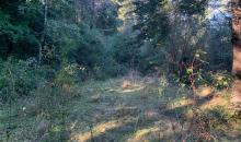 ARBOLES Y VERTIENTES