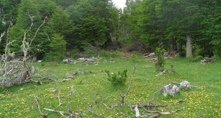 Sector plano de las hectáreas de la cordonada Cerro Galera