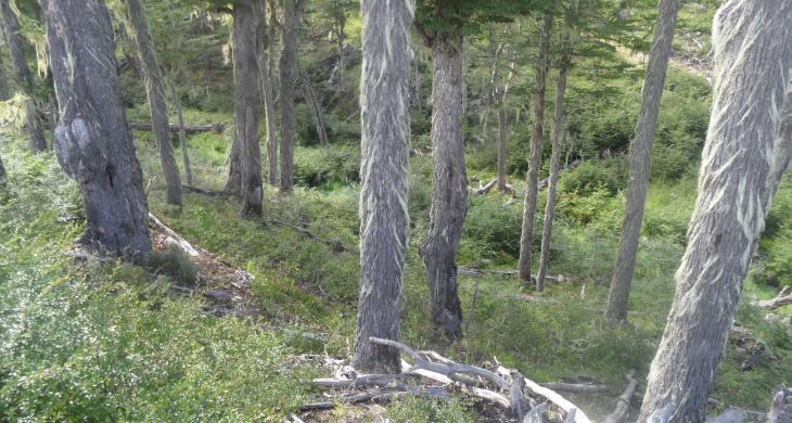 Bosque de las hectáreas la cordonada Cerro Galera