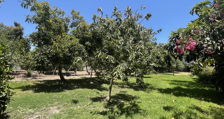 Zona de árboles frutales muchos paltos, limoneros, naranjos, higuera y otros