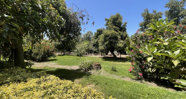 Jardín con crecidos arboles, plantas y mucho pasto.