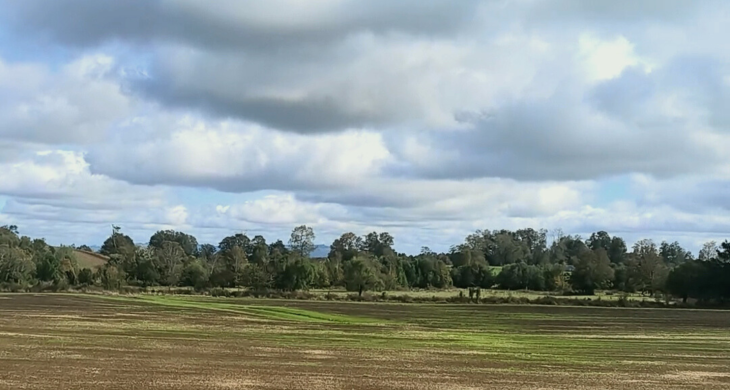 campo