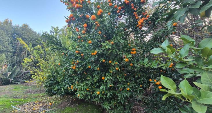JARDINES 