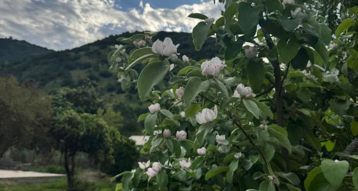 Otro de los hermosos árboles 