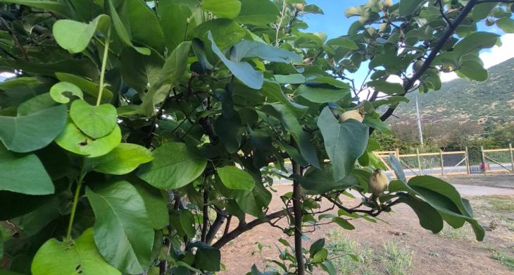 Amplitud de patio lleno de árboles frutales 