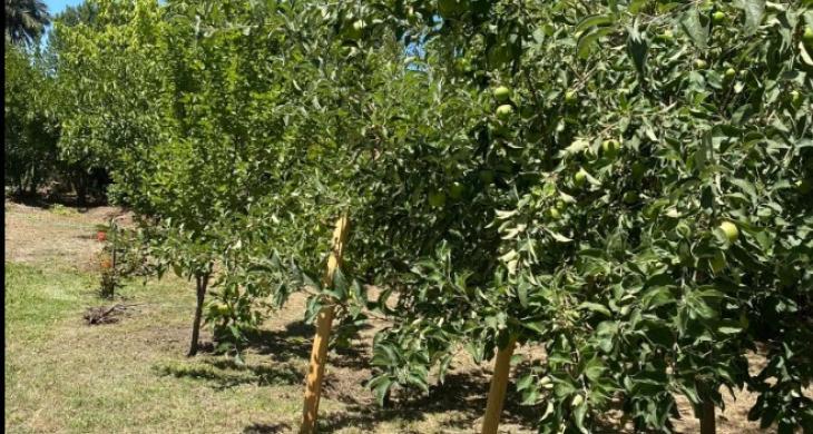 50 árboles ente ellos guindos, nogales, almendros, manzanos, damascos, higuera, ciruelos.