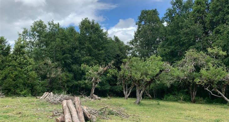  CAMPO CON MADERA 