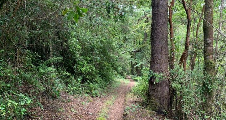 CAMPO FORESTAL PARA EXPLOTAR
