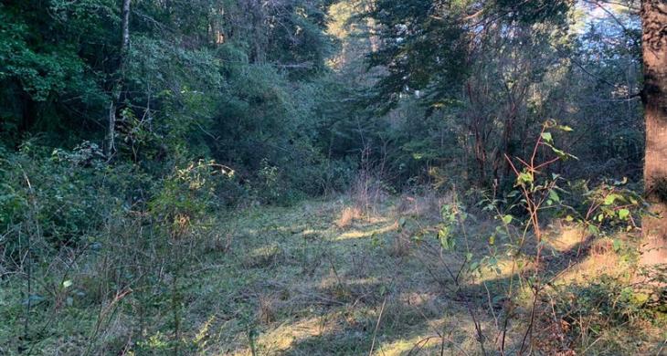 ARBOLES Y VERTIENTES