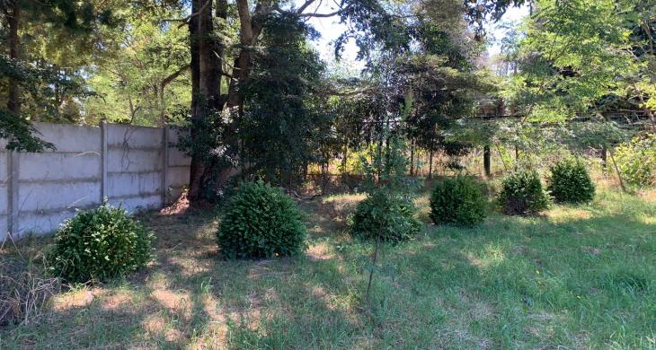 PLANTAS ORNAMENTALES