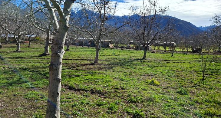 Arboles frutales vista cordillerana