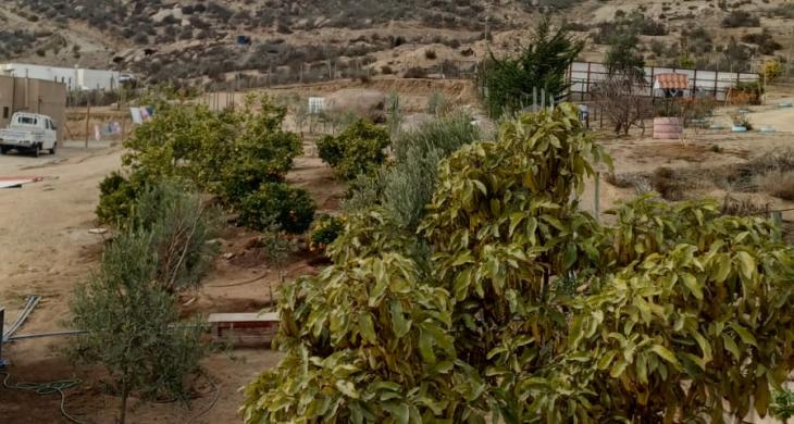 MAS DE 70 ÁRBOLES FRUTALES. ENTRE ELLOS, CITRICOS, PALTOS Y OLIVOS