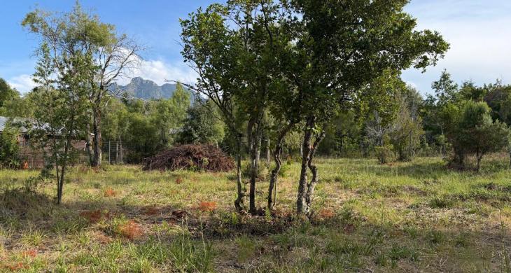 Árboles y cerros desde la parcela